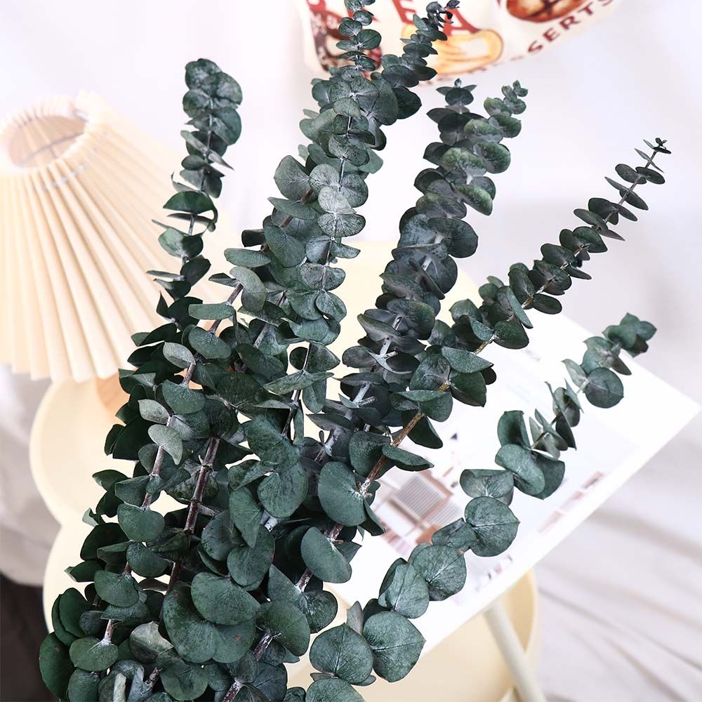10 Pcs Real Leaves Hanging Dri - огляд і ціна Eucalyptus Preserved