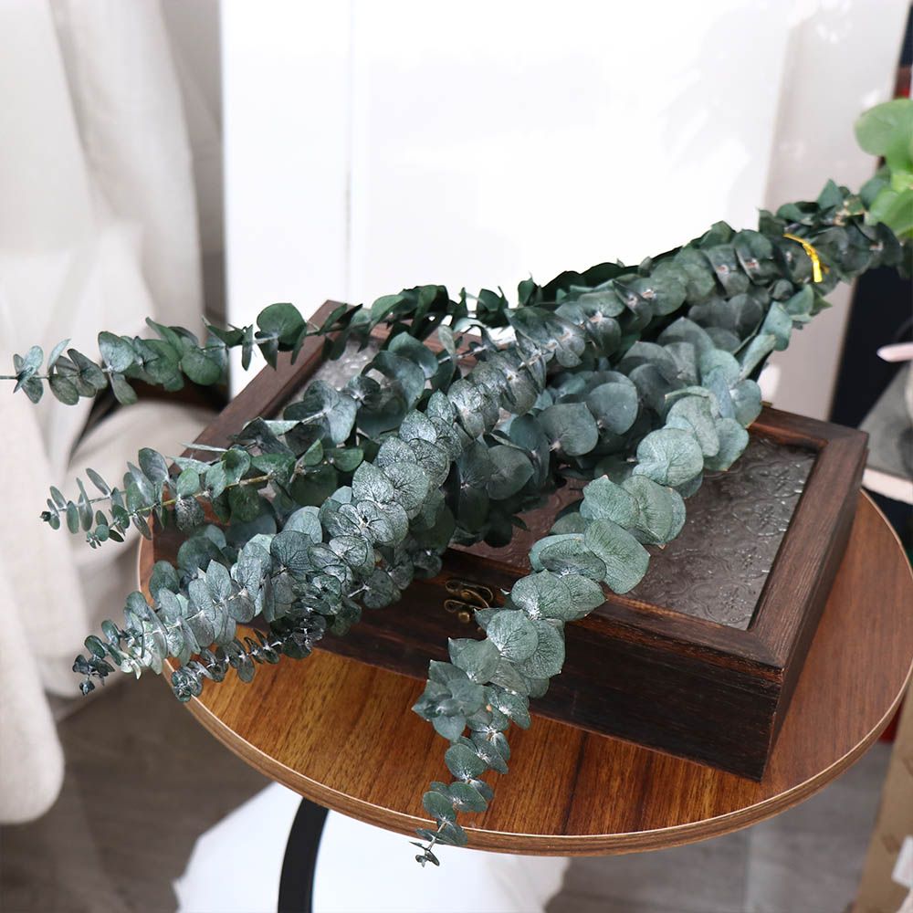 10 Pcs Real Leaves Hanging Dri - огляд і ціна Eucalyptus Preserved
